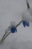 Hepatica in snow