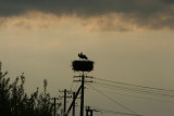 Storks