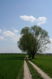 Solitary trees