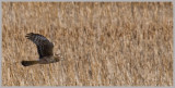 Northern Harrier flying in high winds