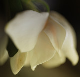 gardenia blossom