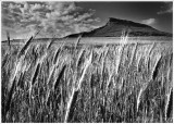 Roseberry Topping