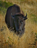 Bison