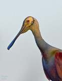 Roseate Spoonbill  (Ajaia ajaja)