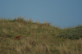 Vos in duin landschap - Fox in the dunes