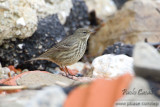 Rock Pipit (Anthus petrosus)