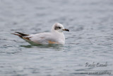 Mediterranean Gull (Larus melanocephalus)