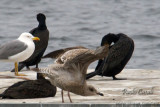 Herring Gull (Larus argentatus)