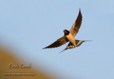 Barn Swallow (Hirundo rustica)