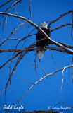 Bald-Eagle-Madison-River_1.jpg