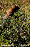 Cinnamon-Bear-Moose-Junctio_1.jpg
