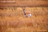 Pronghorn2_1.jpg
