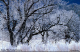 Frosty-Morning.jpg