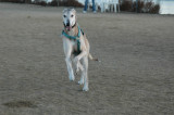 Kasi at dog park