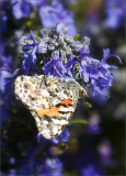Painted Lady Migration, 2009