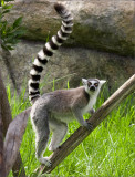 Lemur