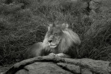 Lion, Oakland Zoo