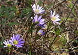 Windflowers