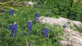 Bluebonnets and Rock-HD