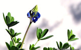 Birth of a Bluebonnet