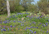 Bluebonnets and Cactus - RR 1323