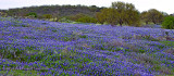 SH71 Field of Bluebonnets Pano