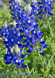 Bluebonnet Family