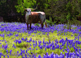 Ms Longhorn Pose