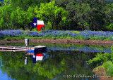Texas and Bluebonnets