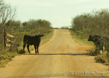 Cattle Guards