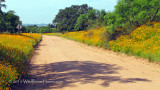 Coreopsis Road