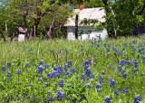 Texas Wildflower Report 2008