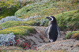 Pinguino de Magallanes (Magellanic Penguin)