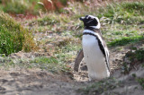 Pinguino de Magallanes (Magellanic Penguin)