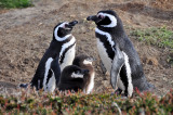Pinguino de Magallanes (Magellanic Penguin)