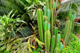 Cactus HDR