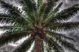 Palm Tree HDR