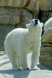 SD Zoo_068.jpg