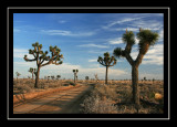 Joshua Tree National Park