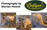 Collyers postcard front-small.jpg