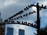 KTs shot:  Birds On A Wire
