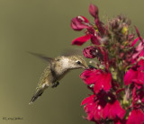 Annas Hummingbird (Juvenile)