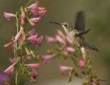 Anna's Hummingbird
