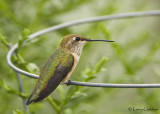 Rufous Hummingbird