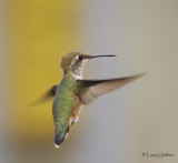 Rufous Hummingbird