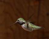 Calliope Hummingbird