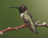 Black-chinned Hummingbird