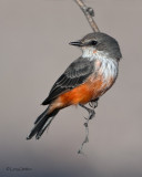 Vermilion Flycatcher