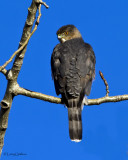 Coopers Hawk