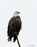 Bald Eagle